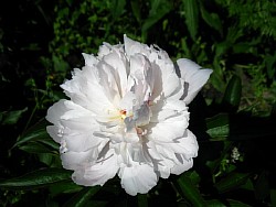 ����� ����������� ��������