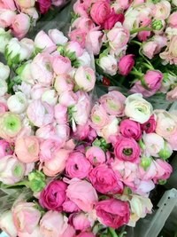 ������� ������ ��������� �������