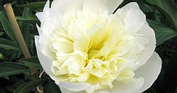 ���� rose