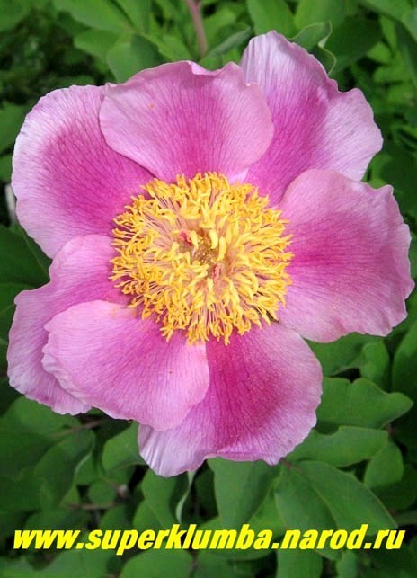 ���� festiva maxima