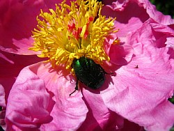 garden treasure ����