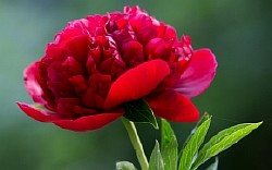 ���� sweet