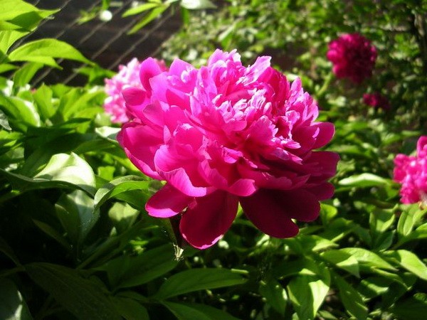 ���� pink