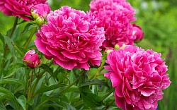 ������� ������ ������