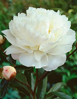 ������� ������ �������