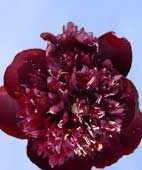 ����� � ������