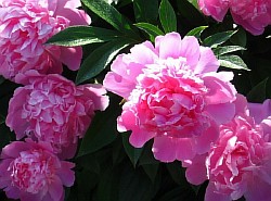 ������� ������ �������