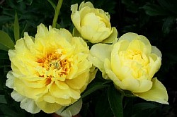������ ����� ������������ ����