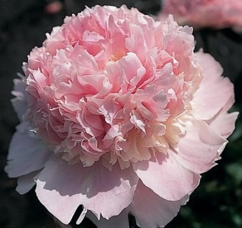 ����� ������ ������������