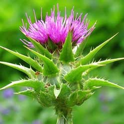 ������ ������ ���������� ����������� �������