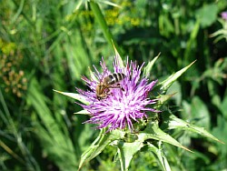 ����������� ���������� ���������